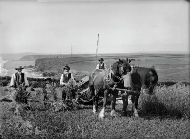 Mr Richard Harvey and workers harvesting at Trenance, Mullion #Cornwall c 1900, with the Marconi Signal Station in the distance (Alfred Newton and Son/Historic England) #ruralhistory