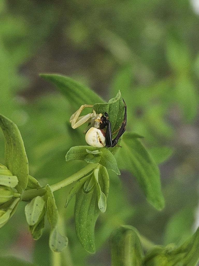 iNaturalist tweet media