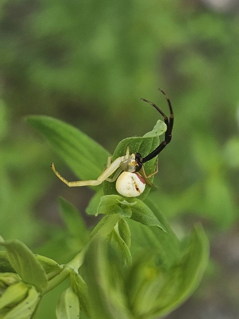 iNaturalist tweet media