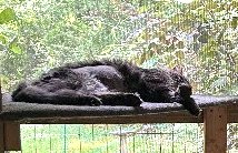 Sherry Miller (@picklesmil) on Twitter photo Leo Update. 💞
Leo is hanging in there. <a href="/gandolf_s/">Gandolf’s Legacy Cat Rescue</a> Priya found a wonderful vet to come to the house to give him fluids, meds and check him. As his illness progressed he became even more resistant to getting meds in him. Wrestling the 21 pound bear was/is not copacetic to calm, Leo Update. 💞
Leo is hanging in there. <a href="/gandolf_s/">Gandolf’s Legacy Cat Rescue</a> Priya found a wonderful vet to come to the house to give him fluids, meds and check him. As his illness progressed he became even more resistant to getting meds in him. Wrestling the 21 pound bear was/is not copacetic to calm,