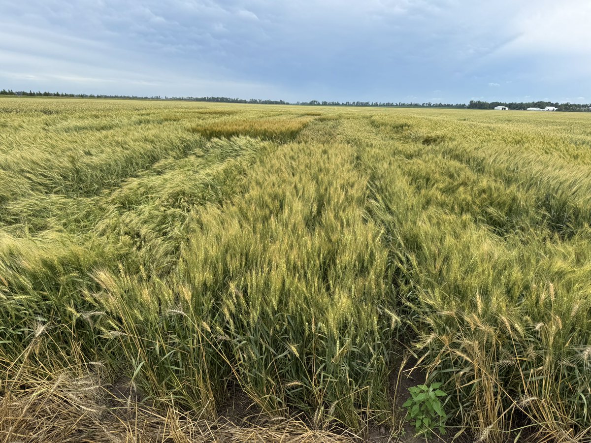 Frontier Genetics (@frontiergen) on Twitter photo Looking at our winter wheat trials and this one looks like #Winning <a href="/WheatInnovation/">SDSU Winter Wheat Breeding</a> Looking at our winter wheat trials and this one looks like #Winning <a href="/WheatInnovation/">SDSU Winter Wheat Breeding</a>