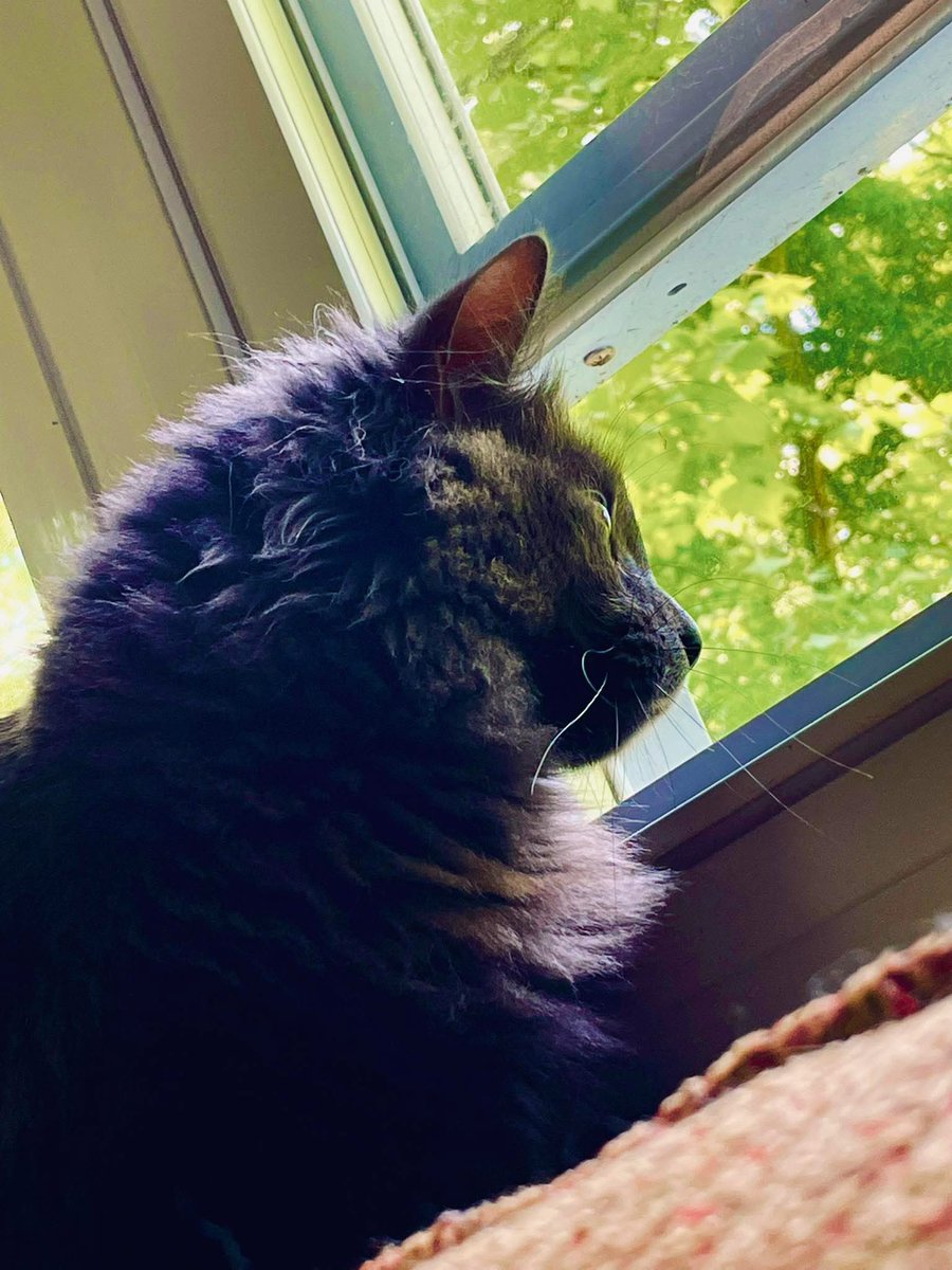 I had to say goodbye to my best buddy Earl last night. It was unexpected and way too early for him to be gone. I thought we would grow into old men together, but nature had other plans. Chase those mice in the sky, bud.