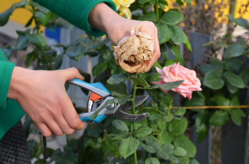 ISU_YardGarden's tweet image. There are many benefits to deadheading, including improving the appearance of many plants, encouraging the formation of additional blooms, and preventing the development of unwanted fruits or seed pods.
Details: yardandgarden.extension.iastate.edu/how-to/deadhea…