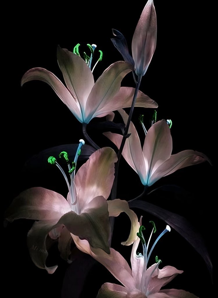 noplacebuthere's tweet image. lilies