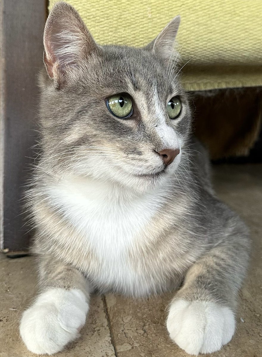 İnsan demeye dilimin varmadığı bir mahlukat  sevgilisi evde kedi istiyor diye yavruyken sahiplenmiş bu yakışıklıyı ve bir süre sonra ilişkileri bitmiş. Yeni bi4 ilişkiye başlamış. Bilin bakalım ne olmuş? Şimdiki sevgilisi de asla kedi ile yapamazmış, bu yüzden barınağa