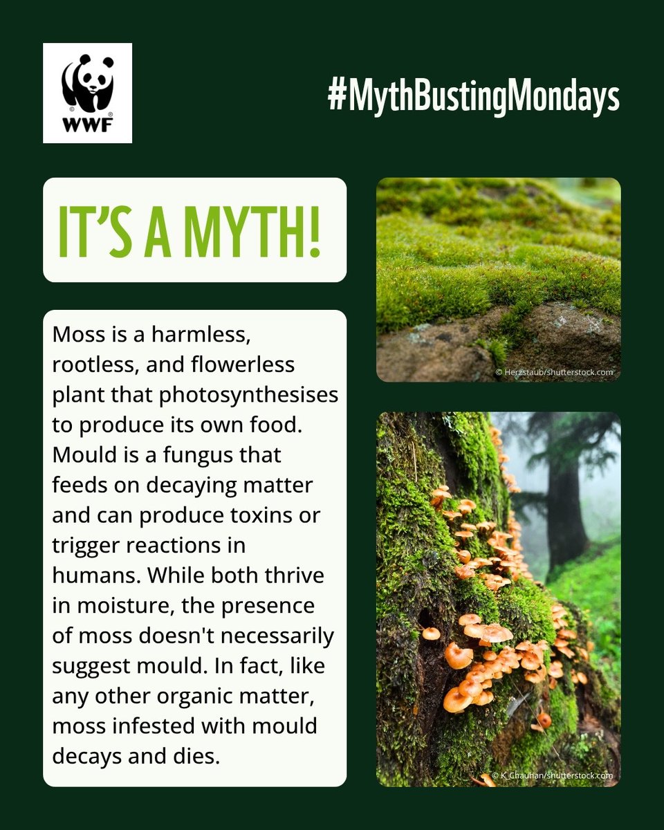 Ever avoided moss thinking it might be harmful? Or subconsciously steered clear of it, confusing it with mould?

Kick off your week by unlearning common conservation notions and environmental myths with WWF-India’s #MythbustingMondays.

#WWFIndia #Mythbusting #Moss
