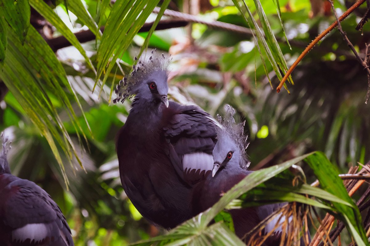 Har under flera år finslipat mina skills inom fotografi och känner att det börjar sitta på riktigt. Kul att efter hundratals timmar av sitta på huk i snön, i kalla skogar under paraply och oladdade batteriers frustration.

Ser fram emot semestern och fortsätta göra det jag älskar