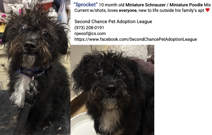 MBesterman (@mbesterman) on Twitter photo Meet Sprocket!
Puppy #MiniatureSchnauzer #Poodle mix #Schnoodle looking for forever home due 2 landlord issues. He's timid/shy new 2 socializing outside family apt, he's an amazing schnoodle loves everyone becoming more confident w/his curly hair + expressive face njwoof@cs.com Meet Sprocket!
Puppy #MiniatureSchnauzer #Poodle mix #Schnoodle looking for forever home due 2 landlord issues. He's timid/shy new 2 socializing outside family apt, he's an amazing schnoodle loves everyone becoming more confident w/his curly hair + expressive face njwoof@cs.com