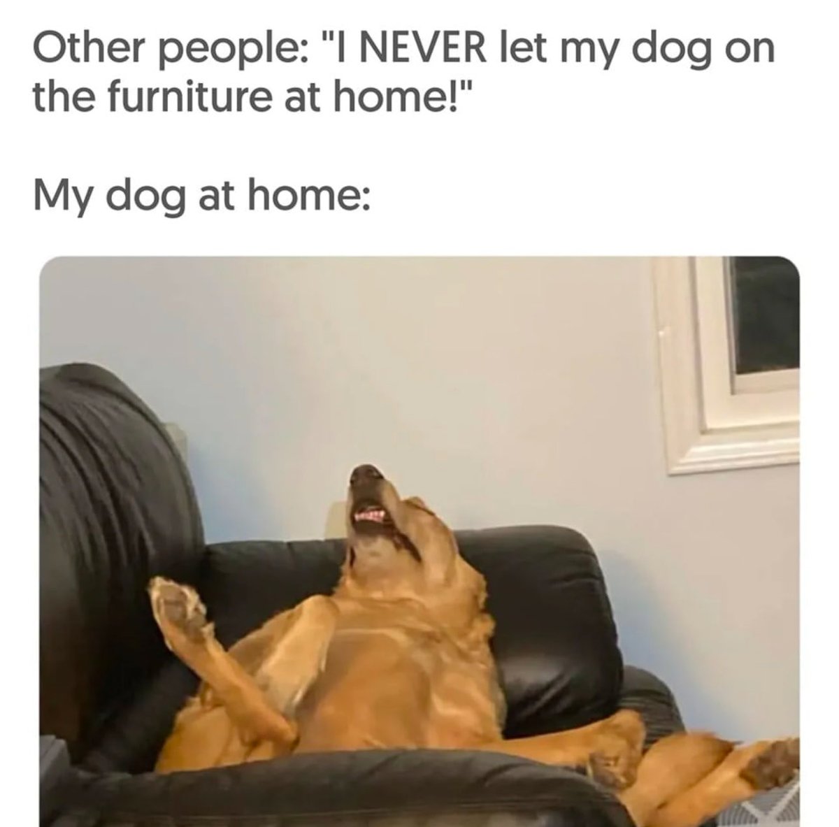 Puppieslover's tweet photo. 😂 https://t.co/JNNRlSU9qf