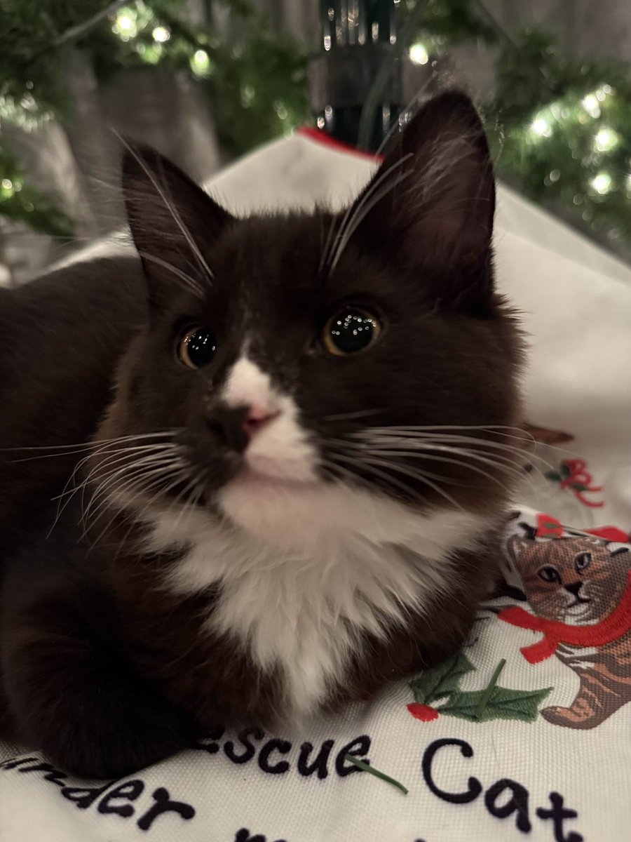 verycooltiger tweet media