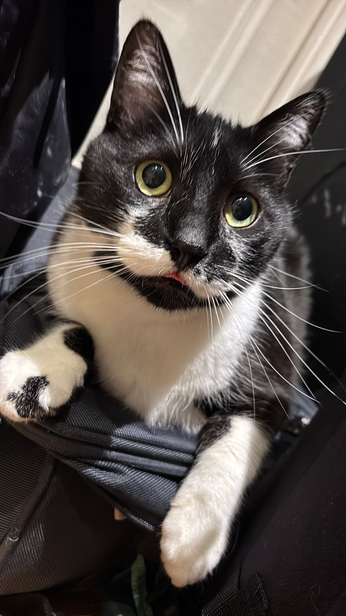 marcantoinecat's tweet image. FINALLY CAUGHT HIM IN A MIDDLE OF A BLEP