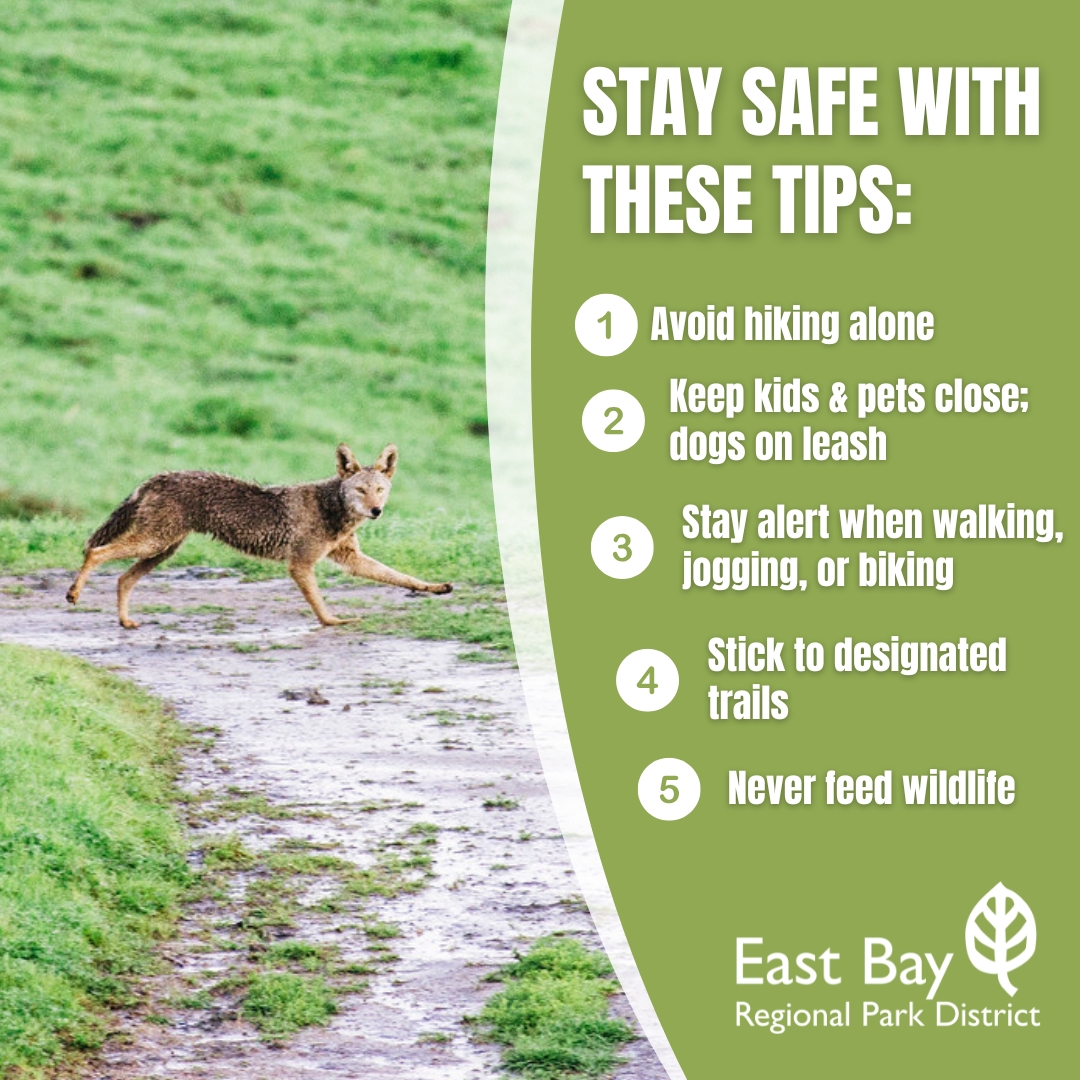 EBRPD's tweet image. Coyote Safety—As summer heats up, so do encounters with coyotes. ebparks.org/safety/living-…