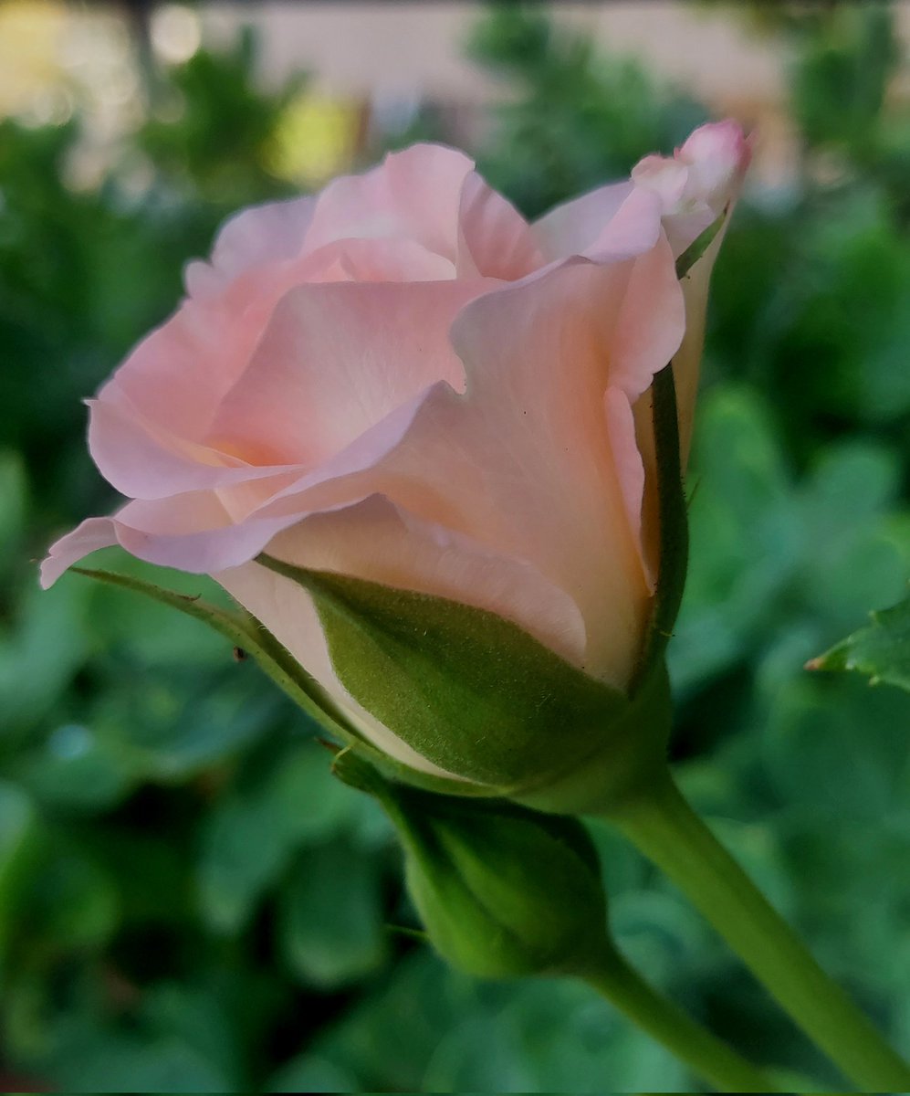 Maria Lea tweet media