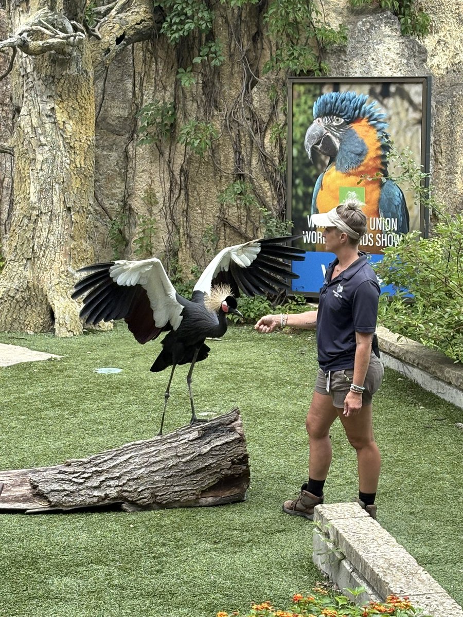 hackmannick's tweet photo. @mnzoo Bird Show https://t.co/dzgoZChH0w