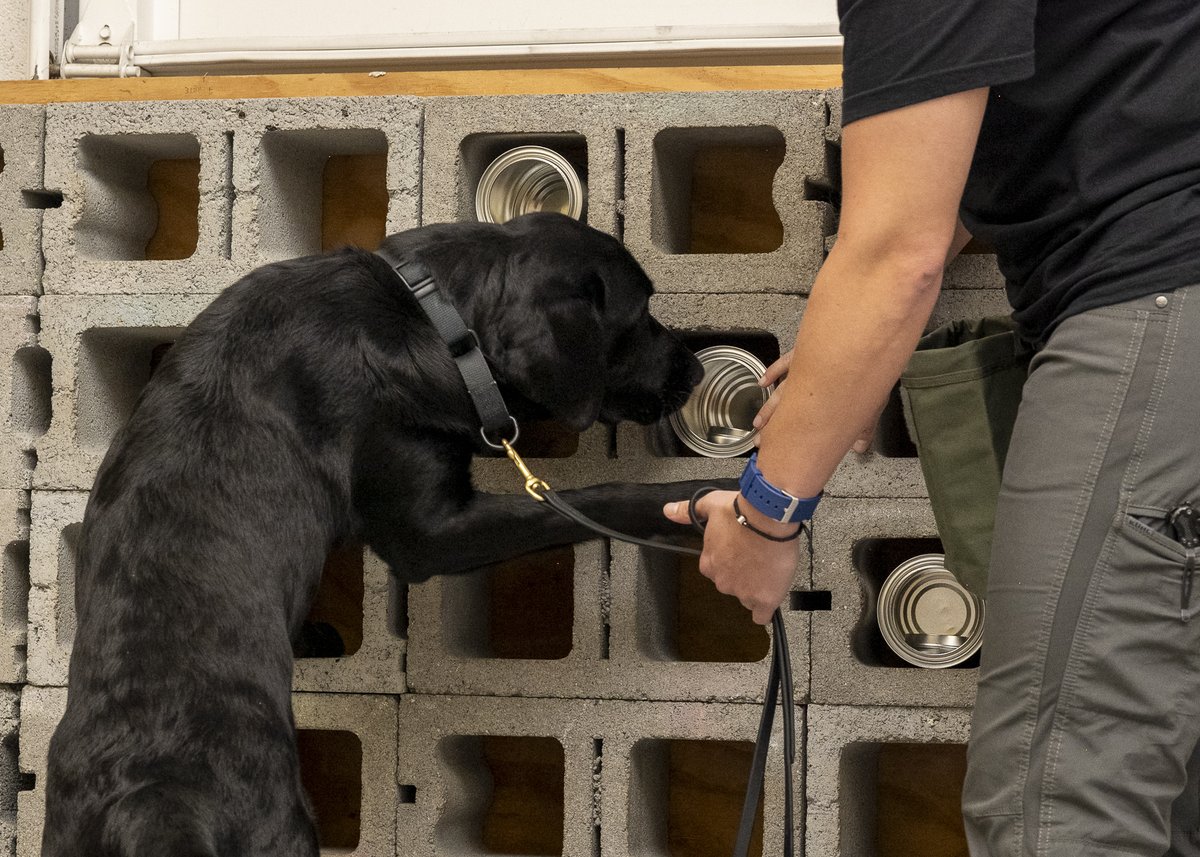 RealNCIS's tweet image. The #NCIS ESD K9 Program is growing fast. SA Lawhorn & K9 Jill, our 1st grads, now support train-the-trainer efforts. These elite dogs detect hidden electronics—reinforcing criminal, CI, cyber, & insider threat ops. #ESDK9 #MissionReady