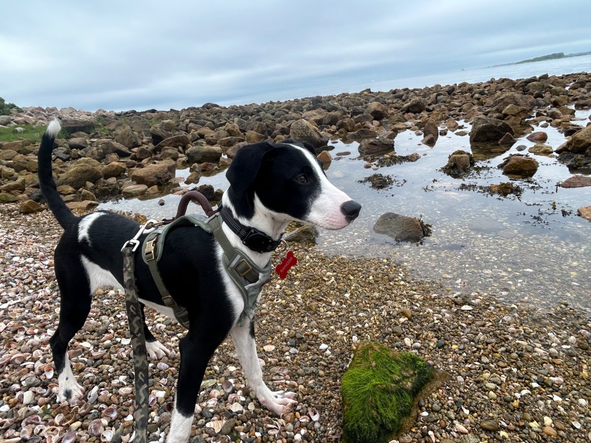 BasedschizoJ's tweet image. Think Ranger had a fun first trip to the ocean, he came running out the water when I took his leash off and I lost my hat (no idea where it blew off into) while chasing him down like 10 feet lol