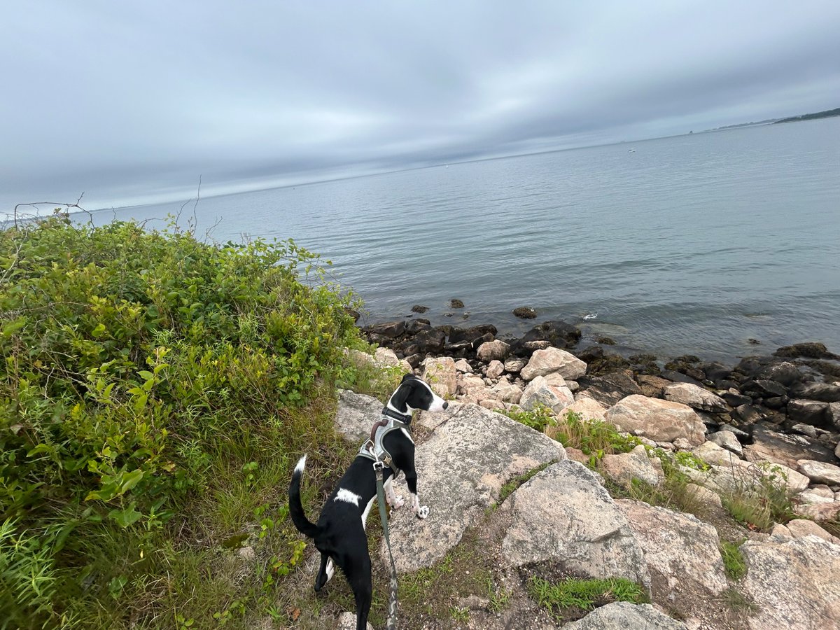 BasedschizoJ's tweet image. Think Ranger had a fun first trip to the ocean, he came running out the water when I took his leash off and I lost my hat (no idea where it blew off into) while chasing him down like 10 feet lol