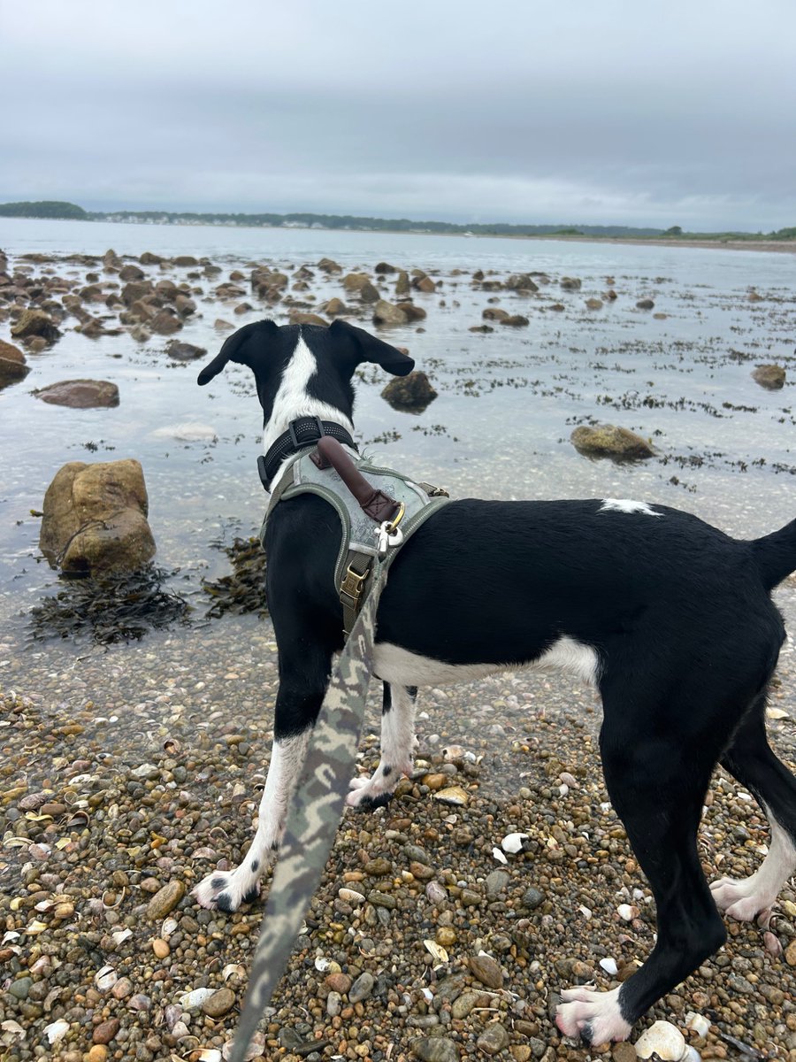 BasedschizoJ's tweet image. Think Ranger had a fun first trip to the ocean, he came running out the water when I took his leash off and I lost my hat (no idea where it blew off into) while chasing him down like 10 feet lol