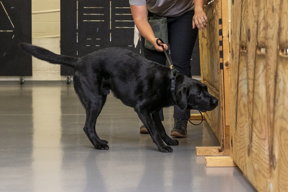 RealNCIS's tweet image. The #NCIS ESD K9 Program is growing fast. SA Lawhorn & K9 Jill, our 1st grads, now support train-the-trainer efforts. These elite dogs detect hidden electronics—reinforcing criminal, CI, cyber, & insider threat ops. #ESDK9 #MissionReady