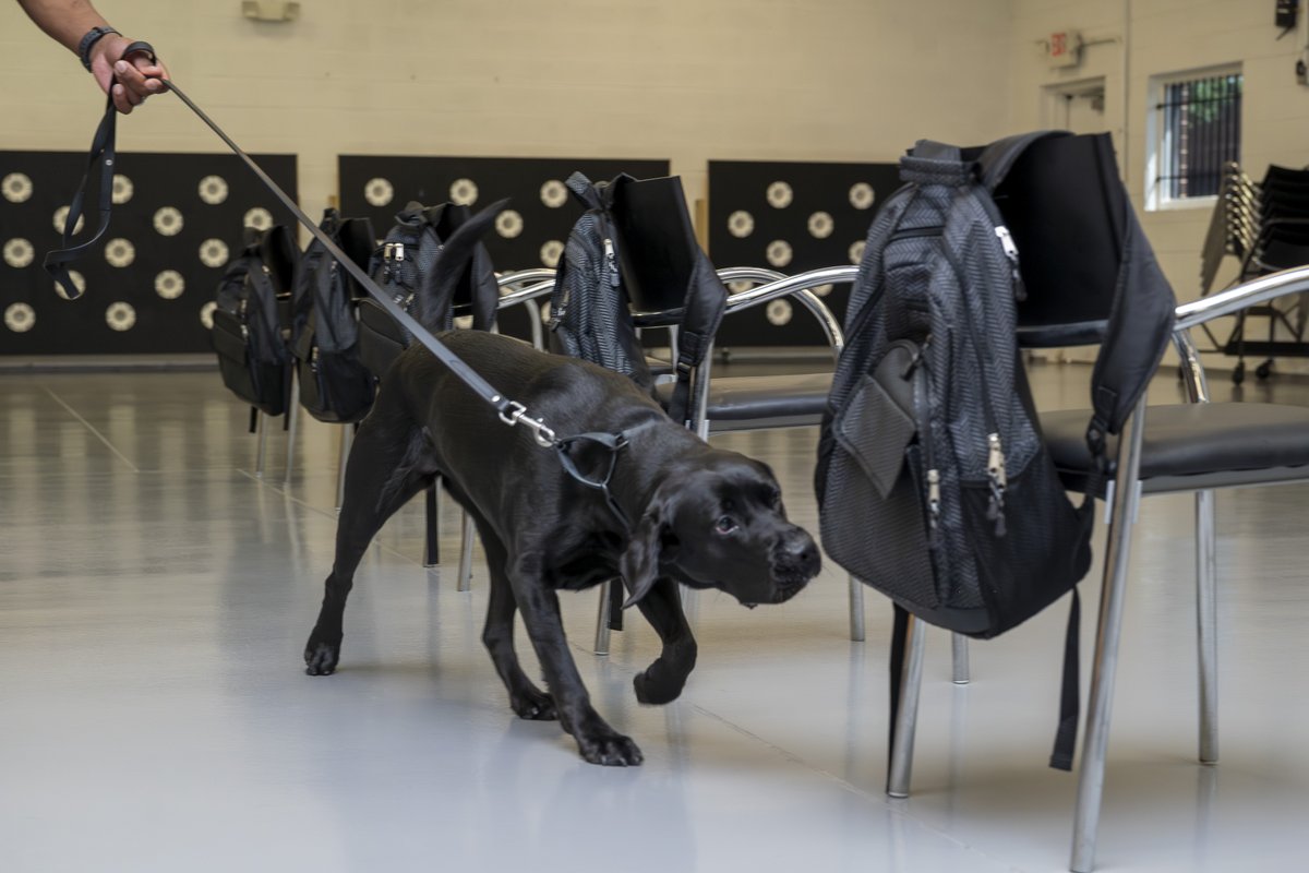 RealNCIS's tweet image. The #NCIS ESD K9 Program is growing fast. SA Lawhorn & K9 Jill, our 1st grads, now support train-the-trainer efforts. These elite dogs detect hidden electronics—reinforcing criminal, CI, cyber, & insider threat ops. #ESDK9 #MissionReady