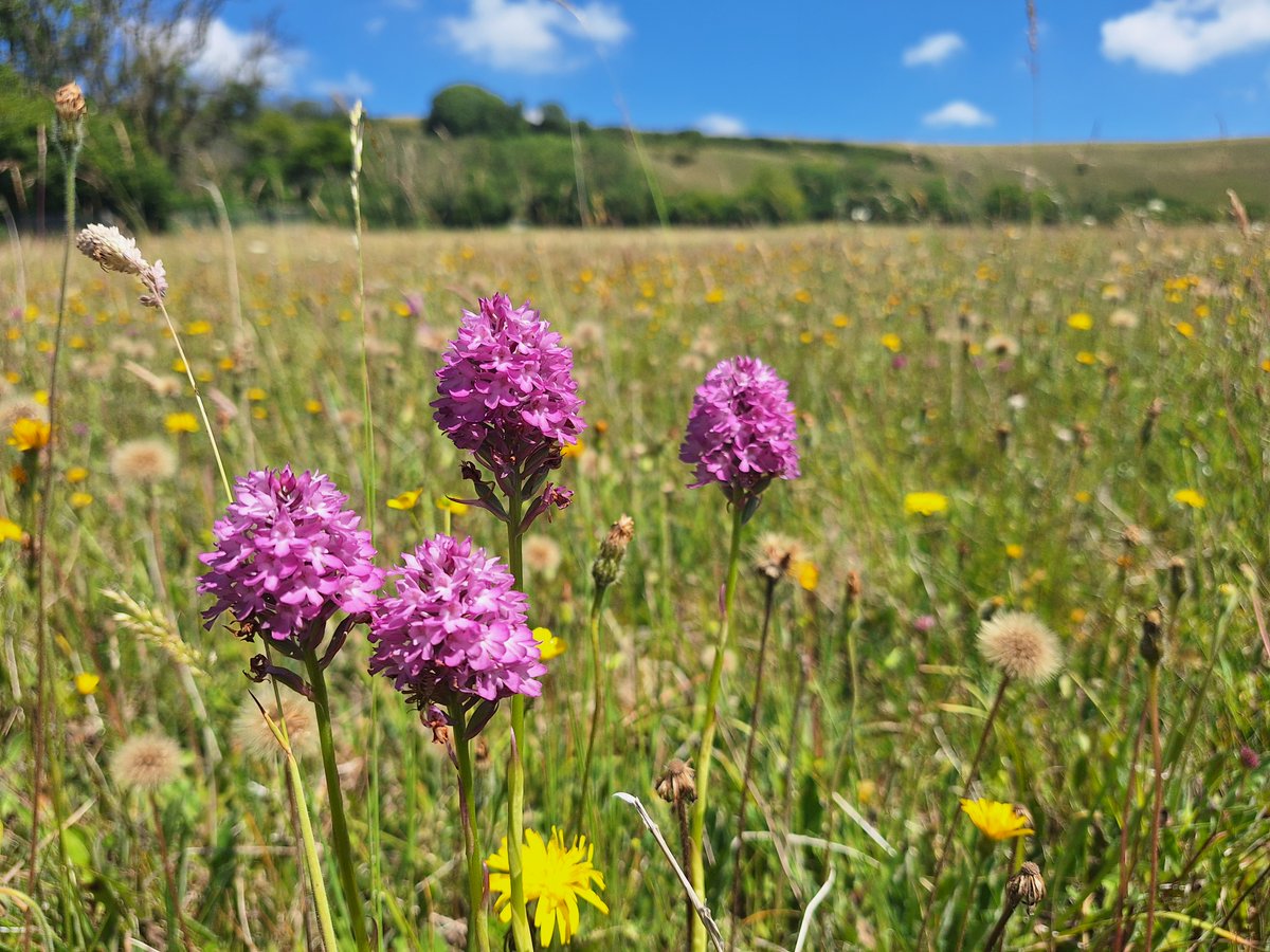 ut of all the wildflowers, it’s orchids that seem to spark the most excitement. 🌷

Read Lyscombe Ranger Ben Atkinson’s blog to discover some of the orchid species he’s spotted so far at Lyscombe nature reserve. 👉 bit.ly/46xLJmW ~ Jack

📸 Ben Atkinson