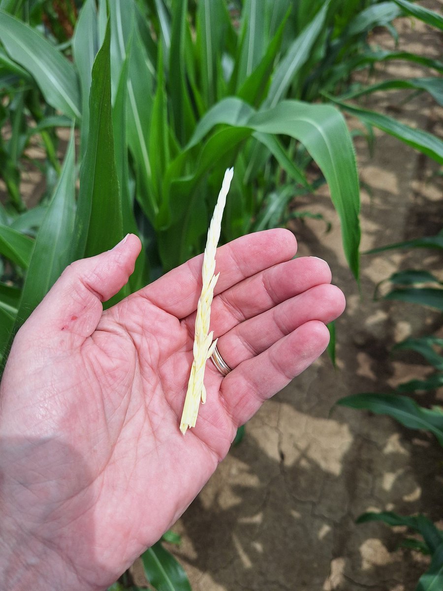 SCSAgronomy's tweet image. #agrisagronomy April 22 planted DK 101 35 , 5 more leaves or roughly 12 to 14 days to VT