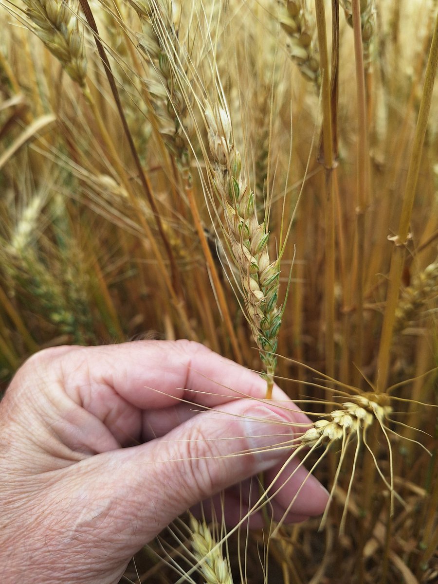 SCSAgronomy's tweet image. ##agrisagronomy this wheat field near Melbourne just reached physiological maturity, peduncles are tan colored on main stem a few green tillers, at current weather start harvest early next week. Yield potential looks very good
