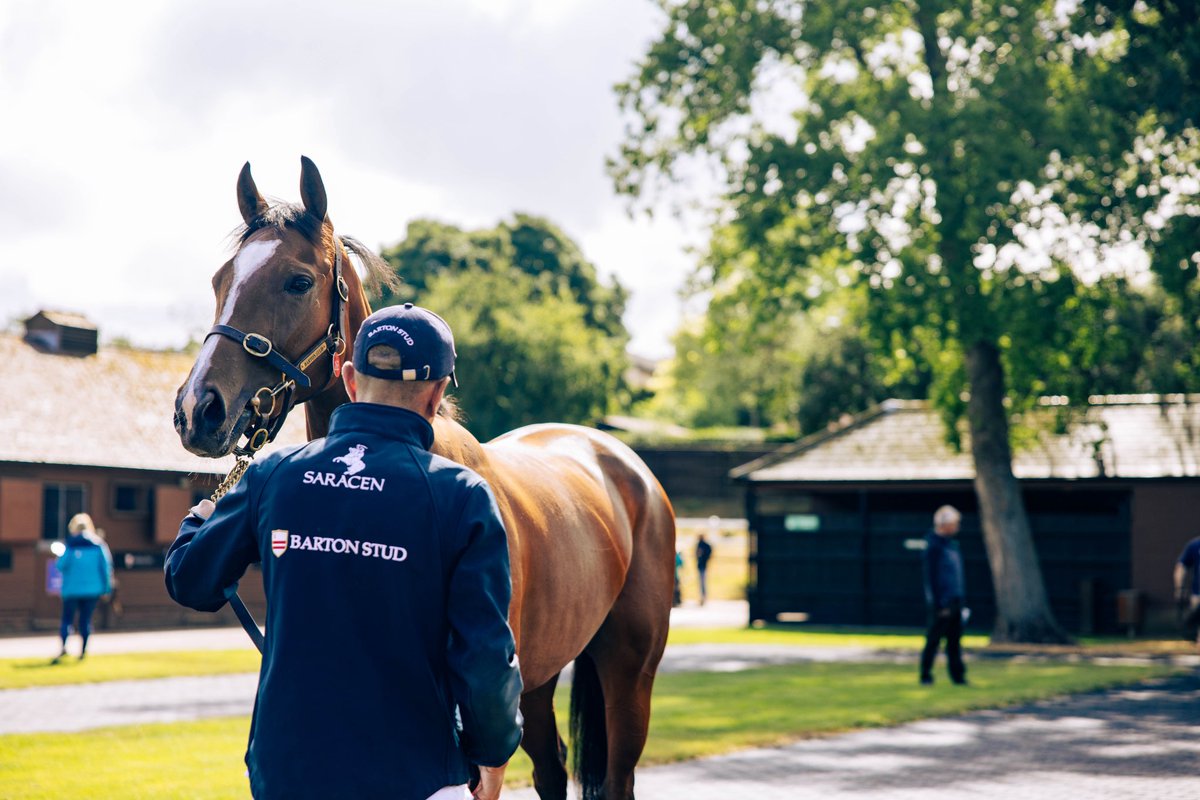 BartonStud1's tweet photo. First day of showing complete, the sale commences tomorrow where we offer some lovely racing & breeding prospects 🐎
#BartonStud #Tattersalls #HorseRacing #Racehorse #StudFarm #Thoroughbred https://t.co/qklbFxlO7h