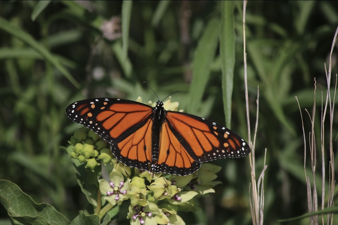 Meet our team on Tuesday, July 8th, 5PM, at the EFTA Offices in Boulder, for a Monarch Migration Celebration! Enjoy a butterfly conservation presentation, survey demos, kids' crafts, birdwatching, snacks, and drinks
RSVP: loom.ly/gZo03_E