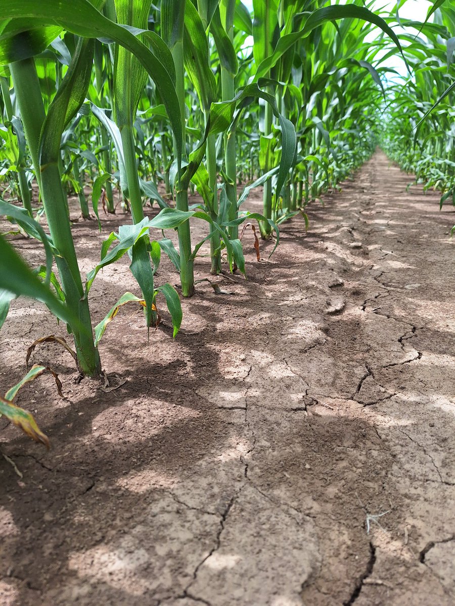 SCSAgronomy's tweet image. #agrisagronomy corn is well adapted to capture limited moisture and funnel it down to the soil