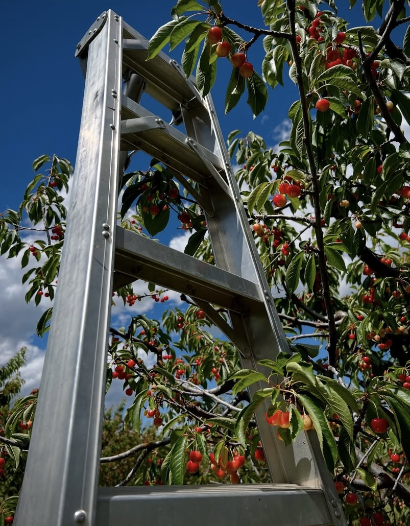 U-pick season is in full swing, and Green Bluff is a great place to enjoy it all.🍒 Drive north from Spokane to find more than 20 farms offering everything from fresh produce and flowers to craft beer, cider, and baked goods. #StateOfWaTourism #WaState #PNW

📸: alexasunamun | IG