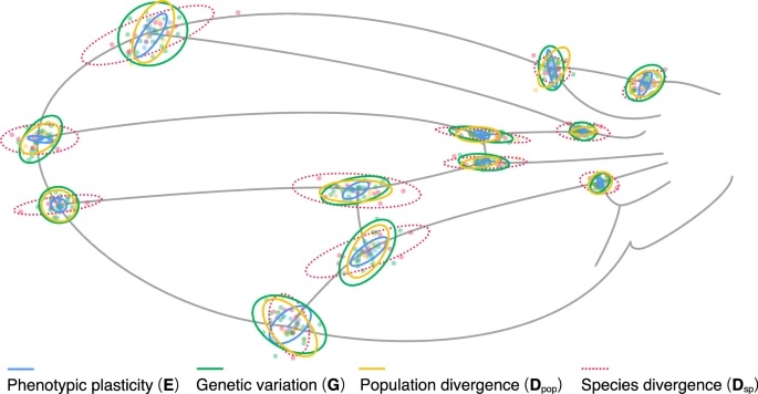 Masahito Tsuboi (@masahitotsuboi) on Twitter photo We (<a href="/KeitaSaito1227/">Keita Saito</a>, Yuma Takahashi) showed that variation aligns across biological levels. We proposed that #macroevolution mould #developmentalbias with a cascading effect on variation. #Microevolution then may be a result—not a cause of—macroevolution. nature.com/articles/s4200… We (<a href="/KeitaSaito1227/">Keita Saito</a>, Yuma Takahashi) showed that variation aligns across biological levels. We proposed that #macroevolution mould #developmentalbias with a cascading effect on variation. #Microevolution then may be a result—not a cause of—macroevolution. nature.com/articles/s4200…