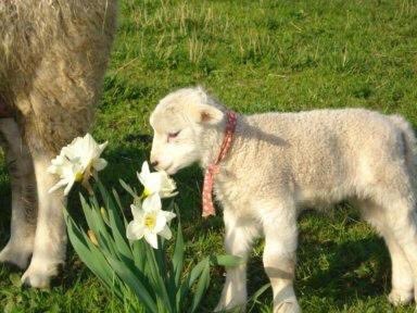 A lamb who’s going to be okay