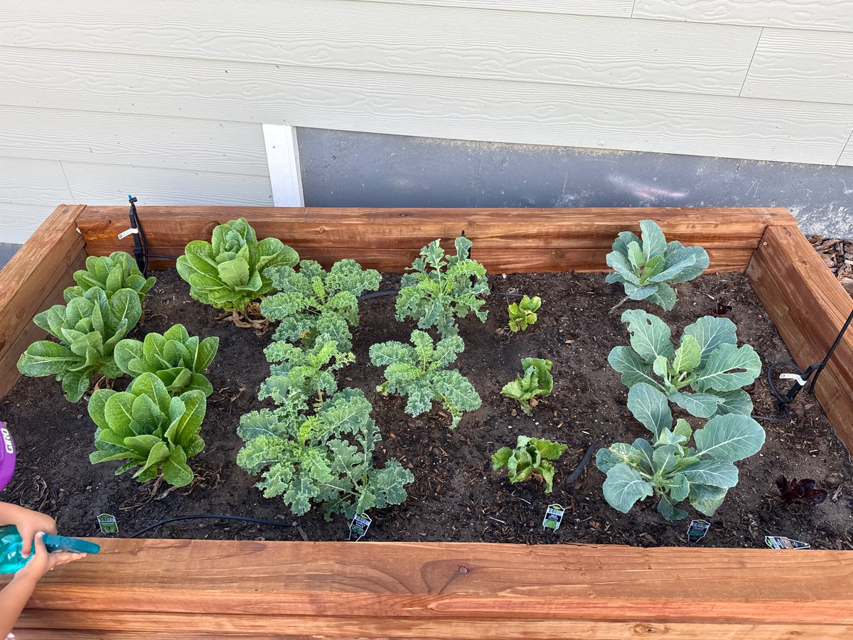 Lunch brought to you today by our very own garden, <a href="/chris__sev/">Chris Sev</a>!!

Taco bowls with lettuce we grew 🥹🌱🥬