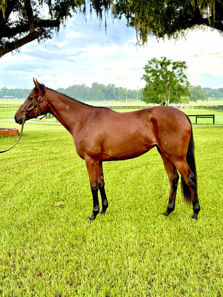 GVG_Genetics's tweet image. Excited to announce that our 2YO filly by American Pharoah (@coolmoreamerica), o/o the stakes winning mare Camila Princess (by Animal Kingdom) has been named!
Meet "Tiyara" 👑
She's been developing beautifully at @SThoroughbreds & will be heading to Del Mar to be trained by…