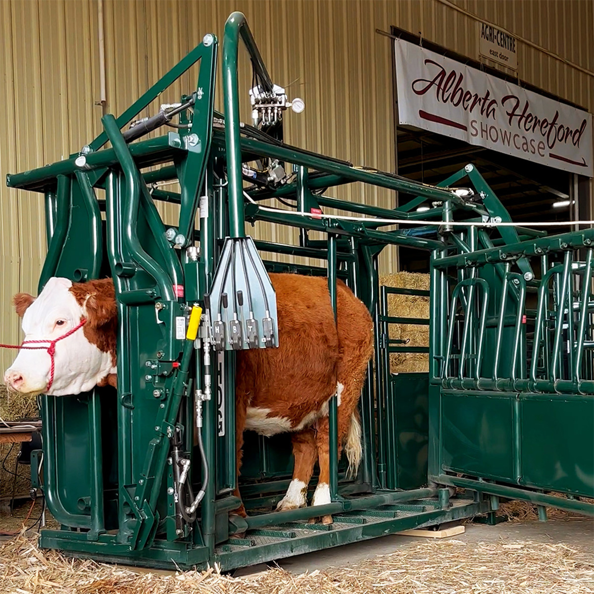 Experience efficient and safe cattle handling with Hi-Hog's Hydraulic  Cattle Squeeze Chute—designed for reduced livestock stress and operator  safety
hi-hog.com/products/cattl…
#cattlesqueeze #hihog #AIM25