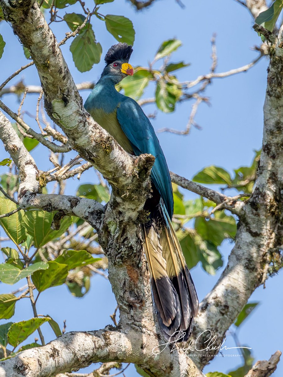 DiveArtist's tweet image. Presenting the beautiful and colorful Great Blue Turaco. We heard this bird a lot and every so often got an opportunity to get a good photo of it. #greatblueturaco #ugandabirds #birdcpp #birdsseenin2025