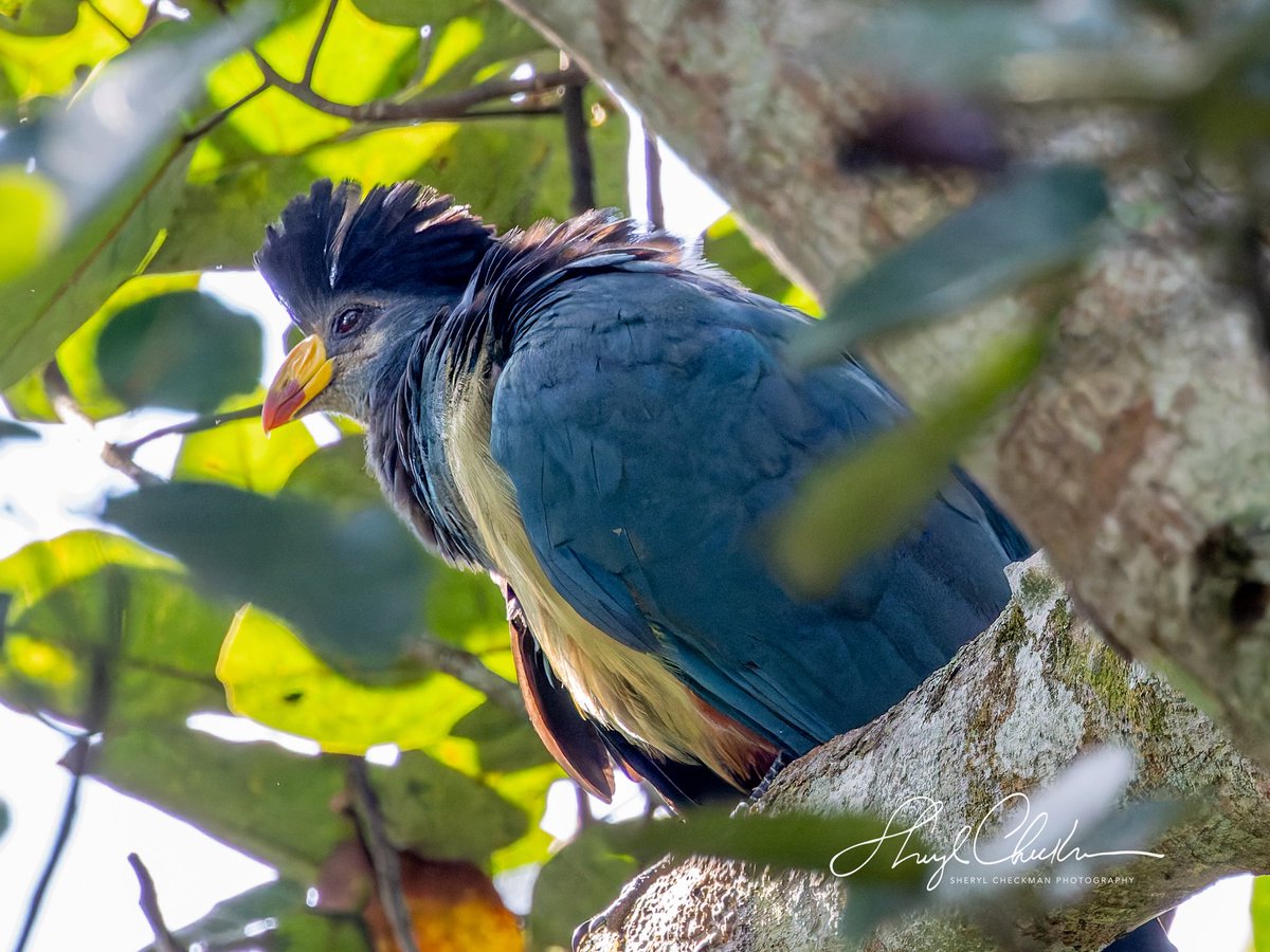 DiveArtist's tweet image. Presenting the beautiful and colorful Great Blue Turaco. We heard this bird a lot and every so often got an opportunity to get a good photo of it. #greatblueturaco #ugandabirds #birdcpp #birdsseenin2025
