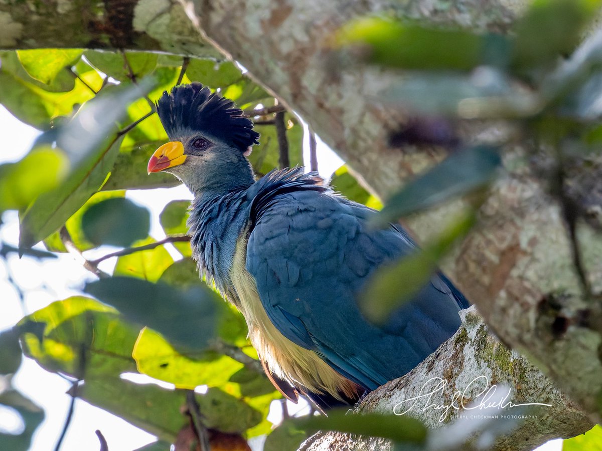 DiveArtist's tweet image. Presenting the beautiful and colorful Great Blue Turaco. We heard this bird a lot and every so often got an opportunity to get a good photo of it. #greatblueturaco #ugandabirds #birdcpp #birdsseenin2025