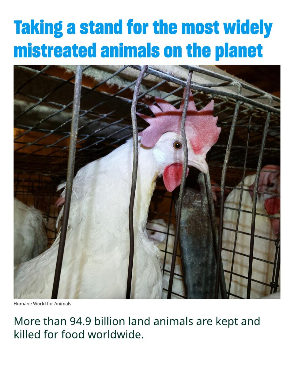 We’re taking a stand for the most widely mistreated animals on the planet. 💙🌎

Read More 👉 humaneworld.org/en/blog/protec…