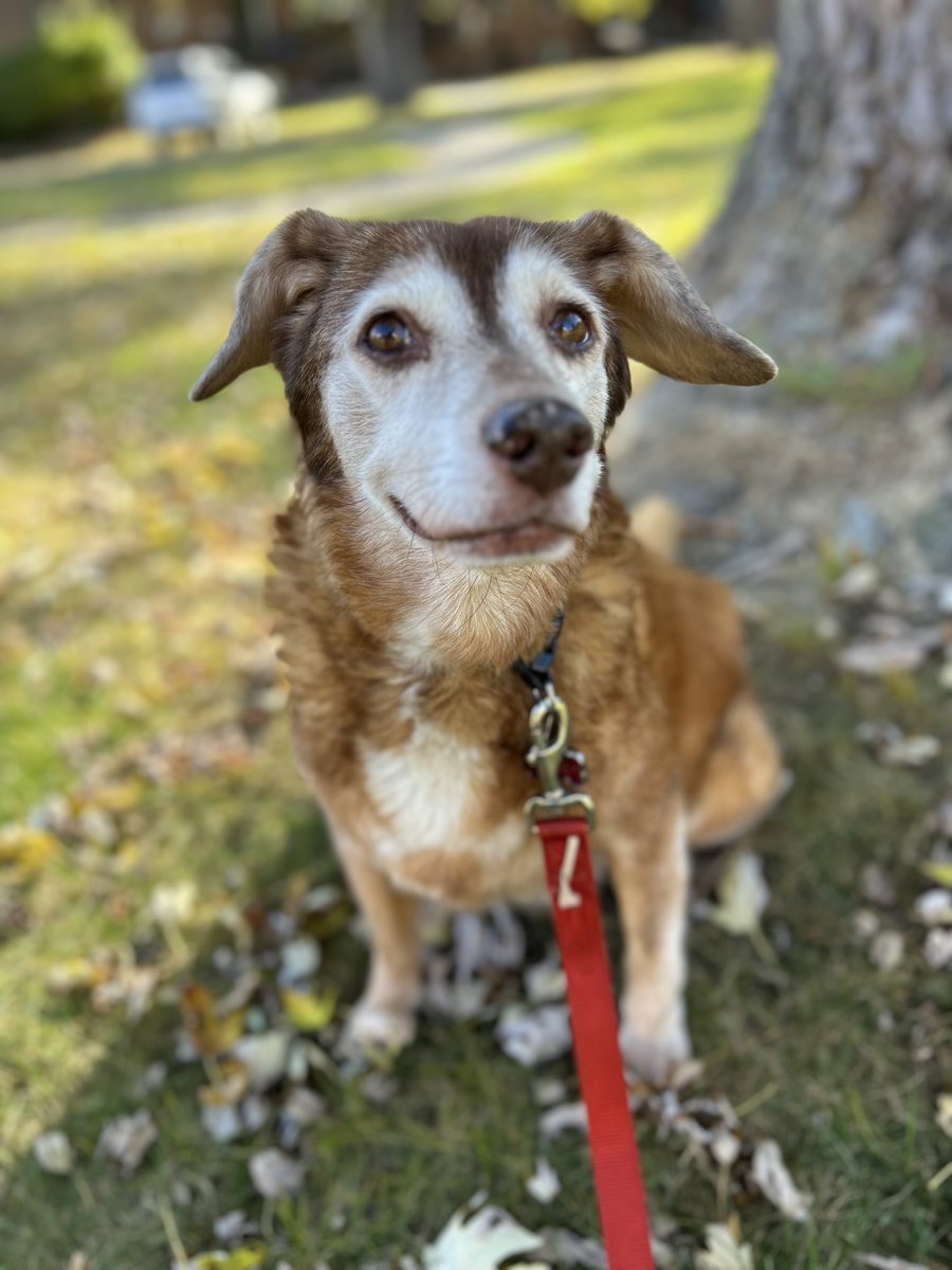 From the vaults. She looks like a supermodel here. #dogsoftwitter #katethedog #rainbowbridge #imissyou