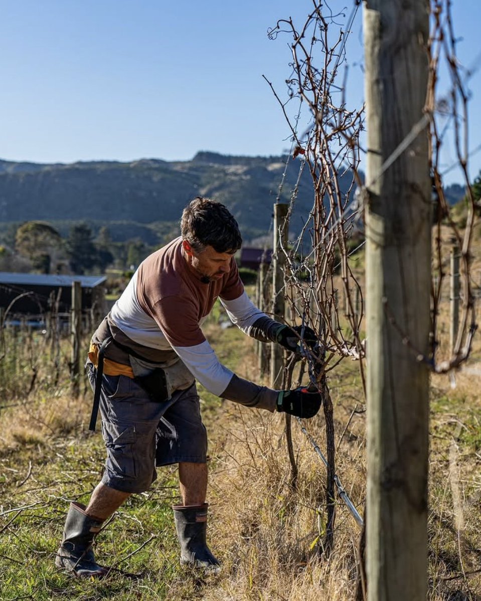 Here’s to the quiet work behind every great vintage.

#HawkesBayWine #HBWine #GreatWineCapitals 

📸 Linden Estate