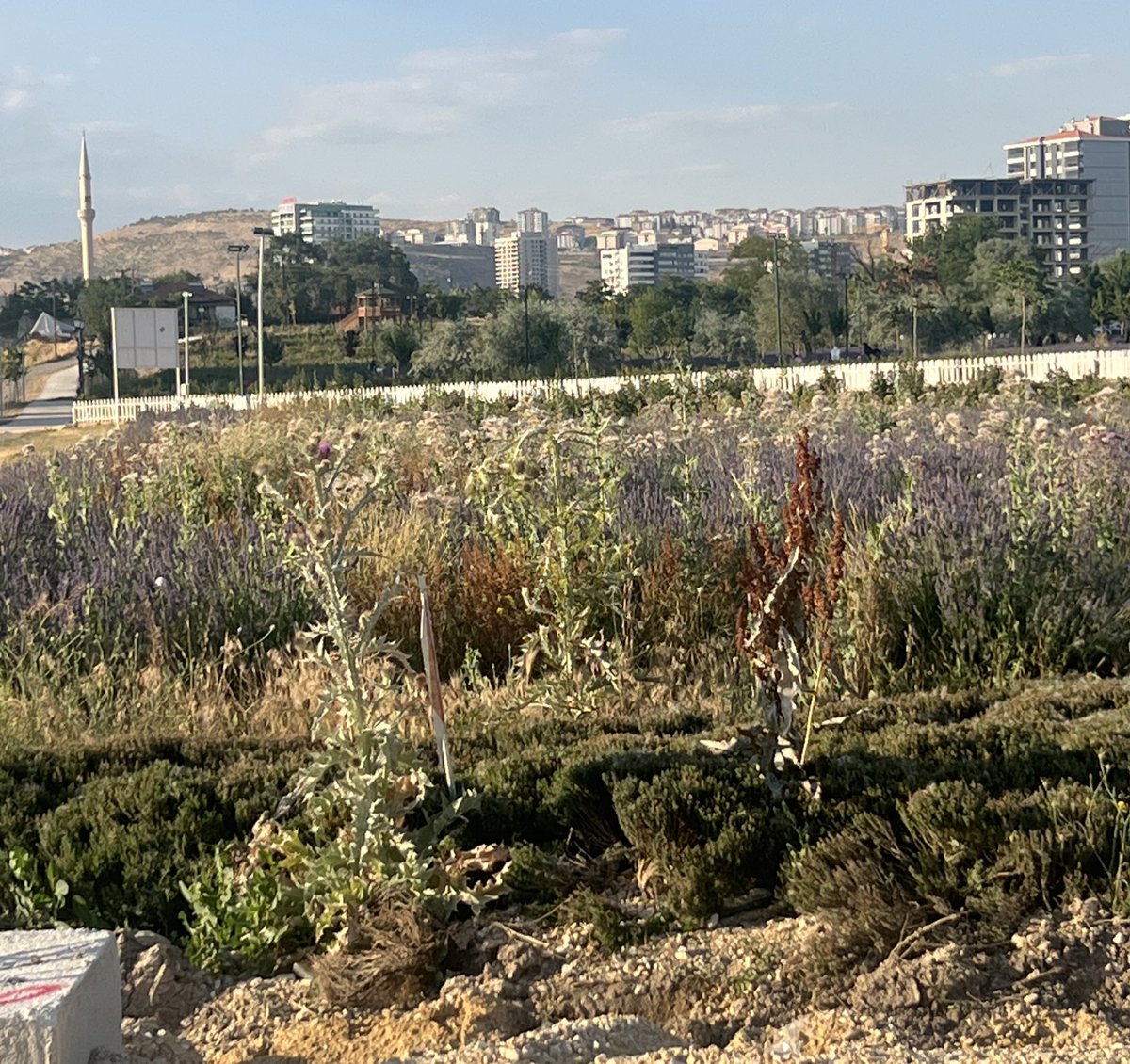 zafercoktan's tweet photo. Ovacıkta bulunan ve Keçiören’in marka tesislerinden biri olan güzelim Lavanta Bahçesi ne hale gelmiş !! … Keçiören ve Keçiörenliler bunu haketmiyor … Bir ilçenin Belediye Başkanı hiç olmasa , şehir ancak bu kadar kötü olabilirdi … @AkKeciorenResmi https://t.co/CQ8az9wtrR