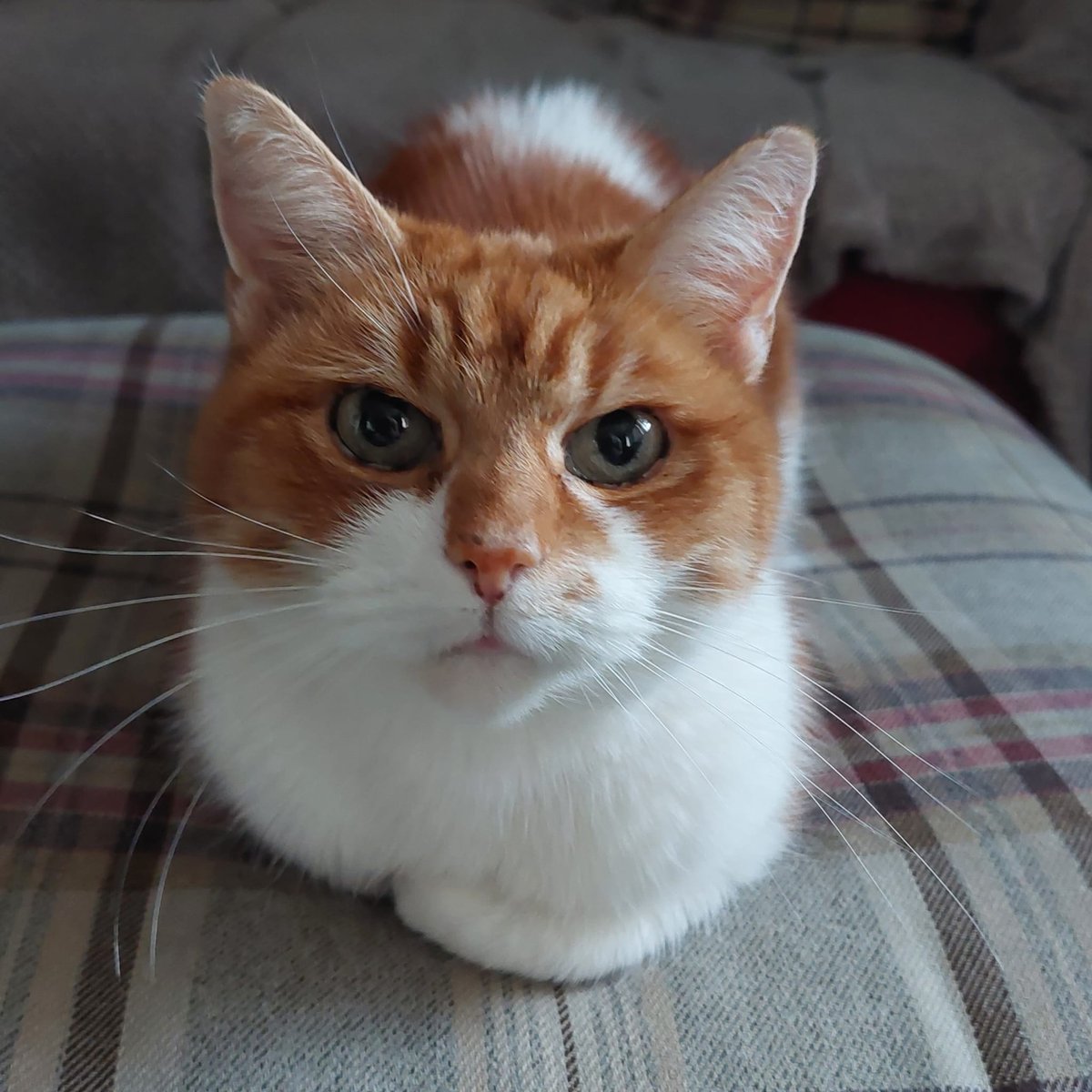 I had a lot of rich food yesterday and had a bit of a wind problem last night. Mummy stopped drinking gin for a moment and blamed Daddy, who denied everything 😹