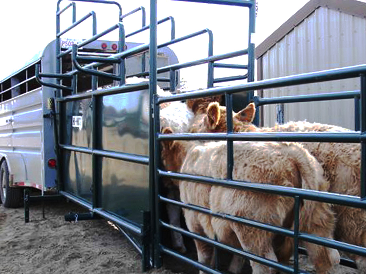 Streamline your livestock handling with Hi-Hog’s rugged Portable Loading Chute. Designed to reduce animal stress and increase  loading speed, these chutes are essential equipment for efficient  cattle operations. hi-hog.com/products/cattl…
#loadingchute #aginmotion #hihog