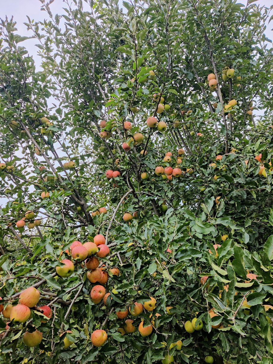 Ibrar3485's tweet photo. My home town is  South Waziristan, Wana is known for its juicey Apples with a good shelf life. It's 2K25 and we are still facing transportation problems.
#southwaziristanwanaapples #wanaapples #Pakistanapples #muhammadibrarmaidaree #muhammadibrar #Applebenefits #Narcislamabad https://t.co/3YFt19SWyw