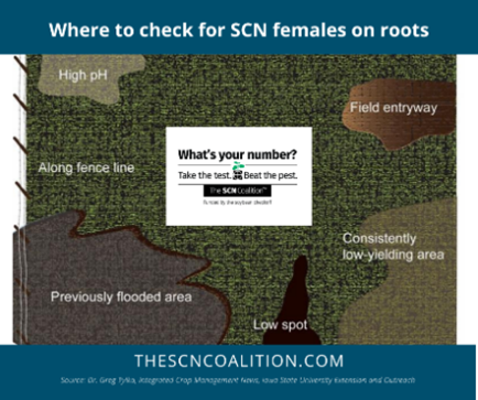 TheSCNCoalition's tweet image. Have you checked off these areas for signs of SCN females?
✅Near field entryways
✅Along fence lines
✅Anywhere windblown soil accumulates
✅Areas with unexplained yield loss
Access more scouting tips: thescncoalition.com