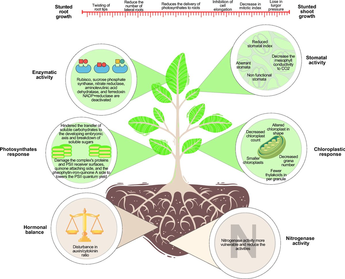 Heavy metals and ethylene: shaping plant responses through signaling. 

Choudhary, A., Kumar, A., Sharma, R. et al. Planta 262, 9 (2025).
➡️rdcu.be/evc3b