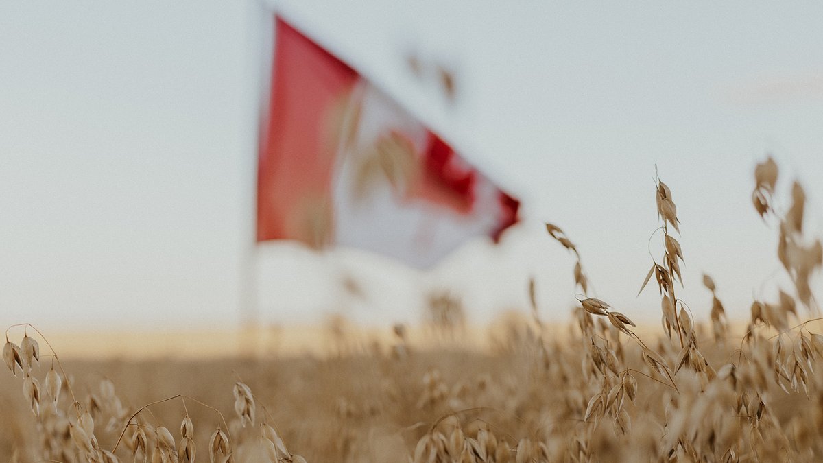 A new GIFS-commissioned study found Western Canadian farmers produce barley and oats with the lowest carbon intensity in the world.

Learn how they do it ⬇️. 

ow.ly/mYfB50WlQGP.

#CdnAg #Sustainability