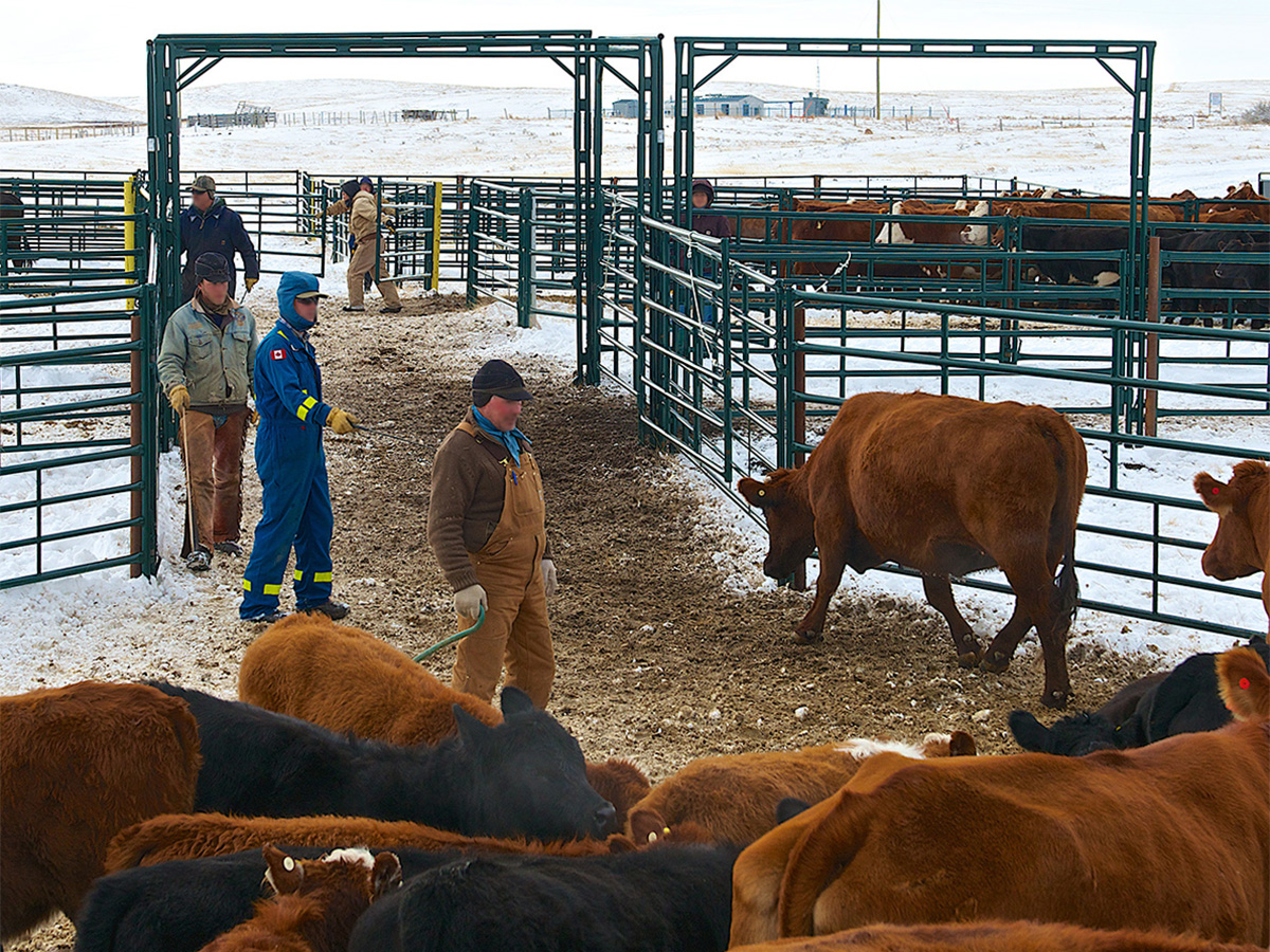 Hi-Hog offers a range of overhead frames with built-in gates for a range  of uses from low pressure paddock settings, right up to high pressure  bison handling corral situations. hi-hog.com/products/panel…
#Gates #ranchlife #hihog